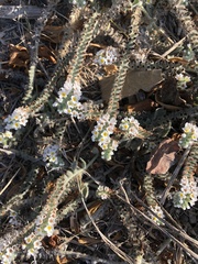 Heliotropium hirsutissimum