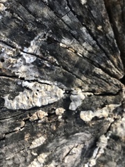 Stereum gausapatum