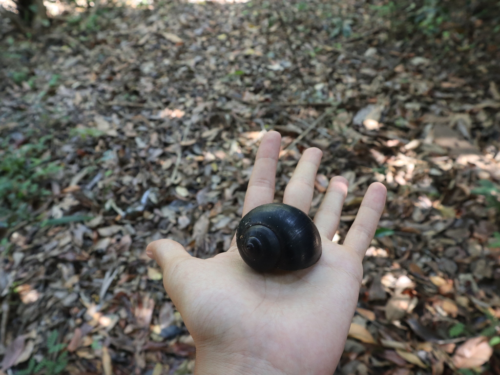 Pomacea papyracea