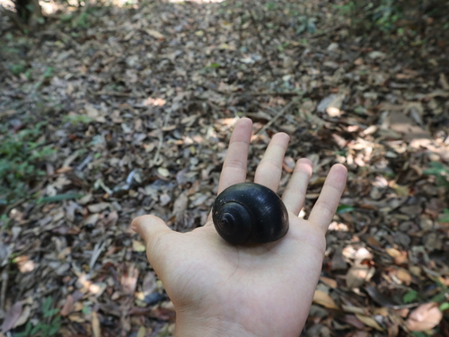 Pomacea papyracea