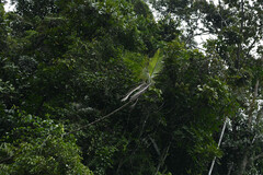 Prestoea