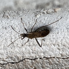Alydus