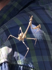 Empusa fasciata