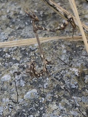 Empusa fasciata