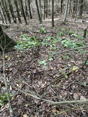 Sciurus carolinensis