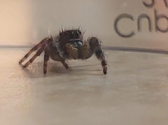 Phidippus audax