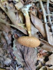 Pseudoboletus parasiticus