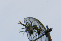 Guzmania monostachia