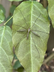 Tipula