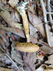 Pseudoboletus parasiticus
