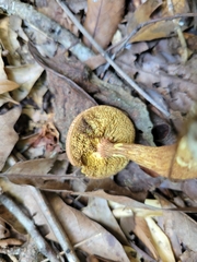 Pseudoboletus parasiticus