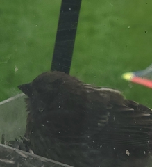 Haemorhous purpureus