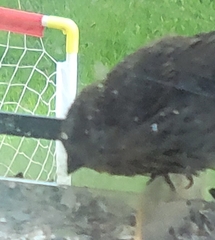 Haemorhous purpureus