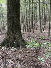 Sciurus carolinensis