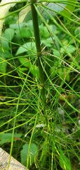 Equisetum palustre