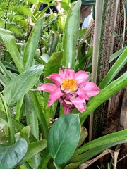 Canistrum cyathiforme