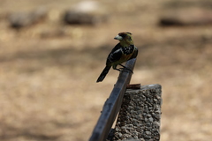 Trachyphonus vaillantii vaillantii