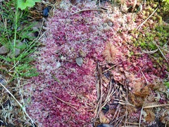 Sphagnum