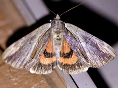 Catocala ultronia