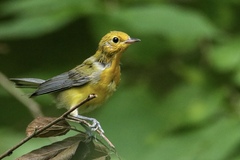 Protonotaria citrea