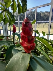 Costus spicatus