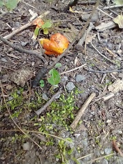 Hygrocybe acutoconica