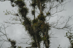 Guzmania monostachia