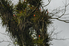 Guzmania monostachia