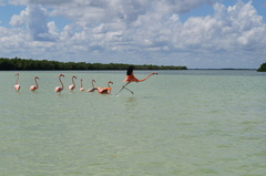 Phoenicopterus ruber