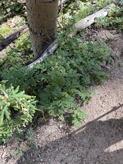 Quercus gambelii