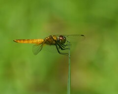 Aethriamanta brevipennis
