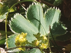 Alchemilla xanthochlora