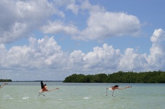 Phoenicopterus ruber