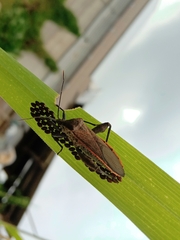 Physomerus grossipes