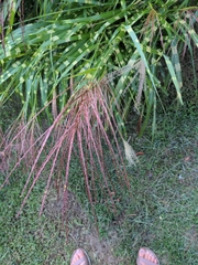 Miscanthus sinensis