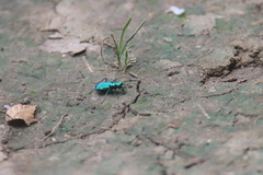 Cicindela sexguttata