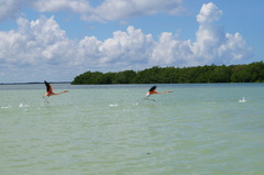 Phoenicopterus ruber