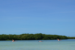 Phoenicopterus ruber