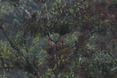 Guzmania monostachia