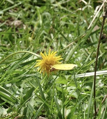 Colias croceus