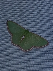 Synchlora ephippiaria