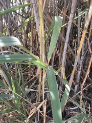 Arundo donax