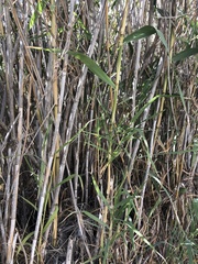 Arundo donax