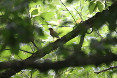 Hylocichla mustelina