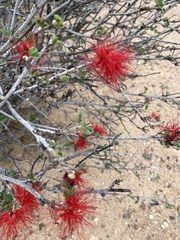 Calliandra