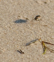 Cicindela hirticollis