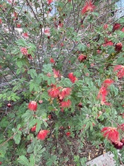 Calliandra