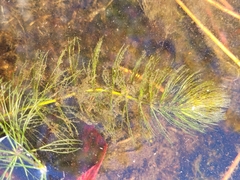 Ceratophyllum echinatum