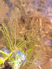 Ceratophyllum echinatum