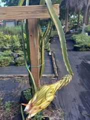 Selenicereus costaricensis